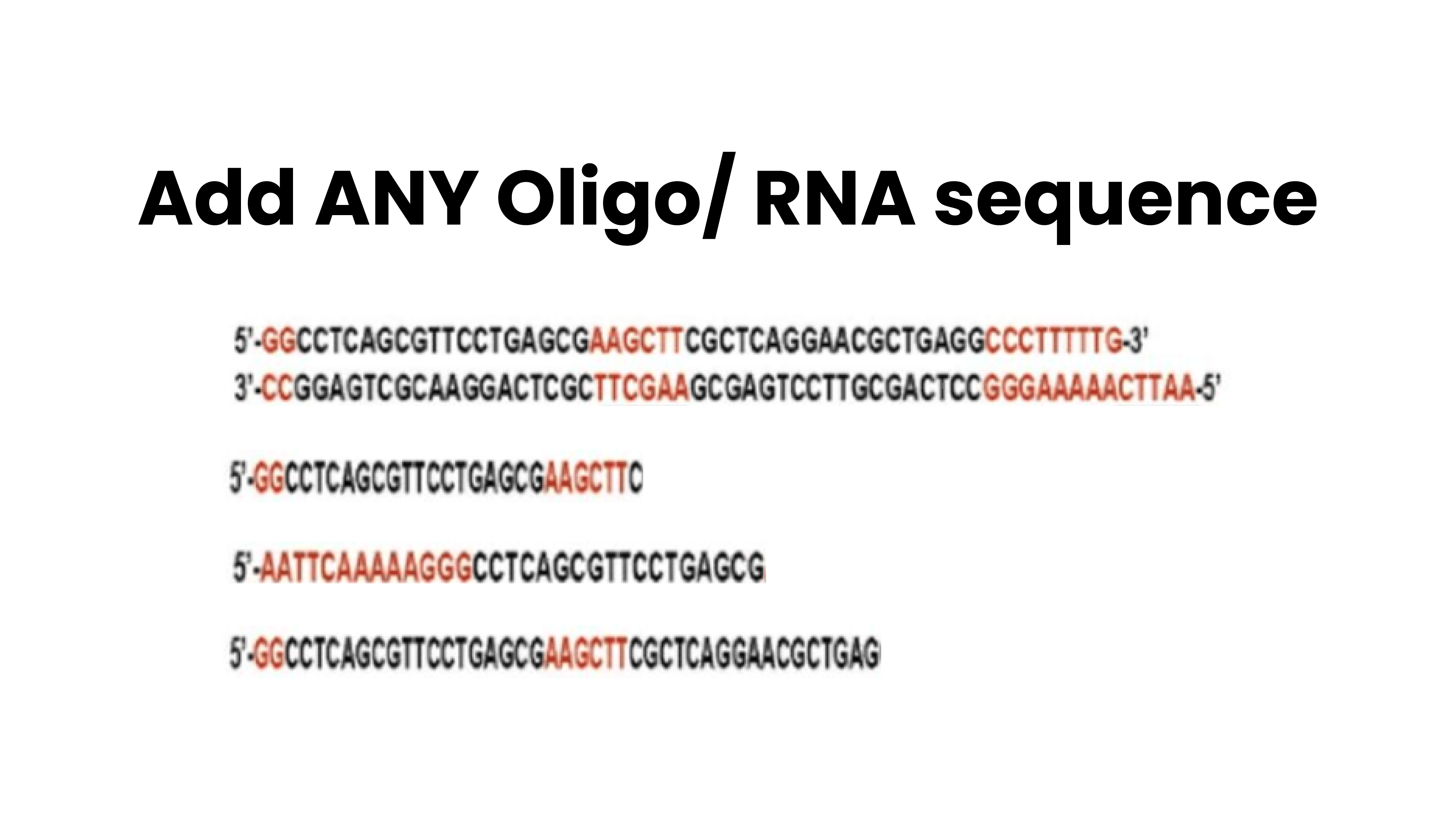 Add ANY Oligo/RNA Sequnce